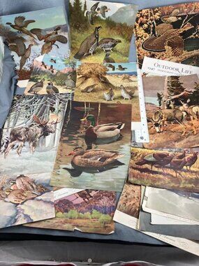 21 Vintage prints of Canadian Birds & Wildlife for Decoupage, Crafts